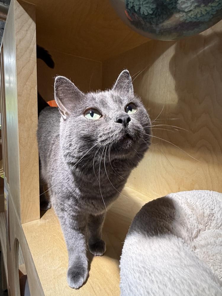 Enlarge Totoro - At Felius Cat Cafe, a Adoptable Domestic Short Hair in Omaha, NE image 4/6
