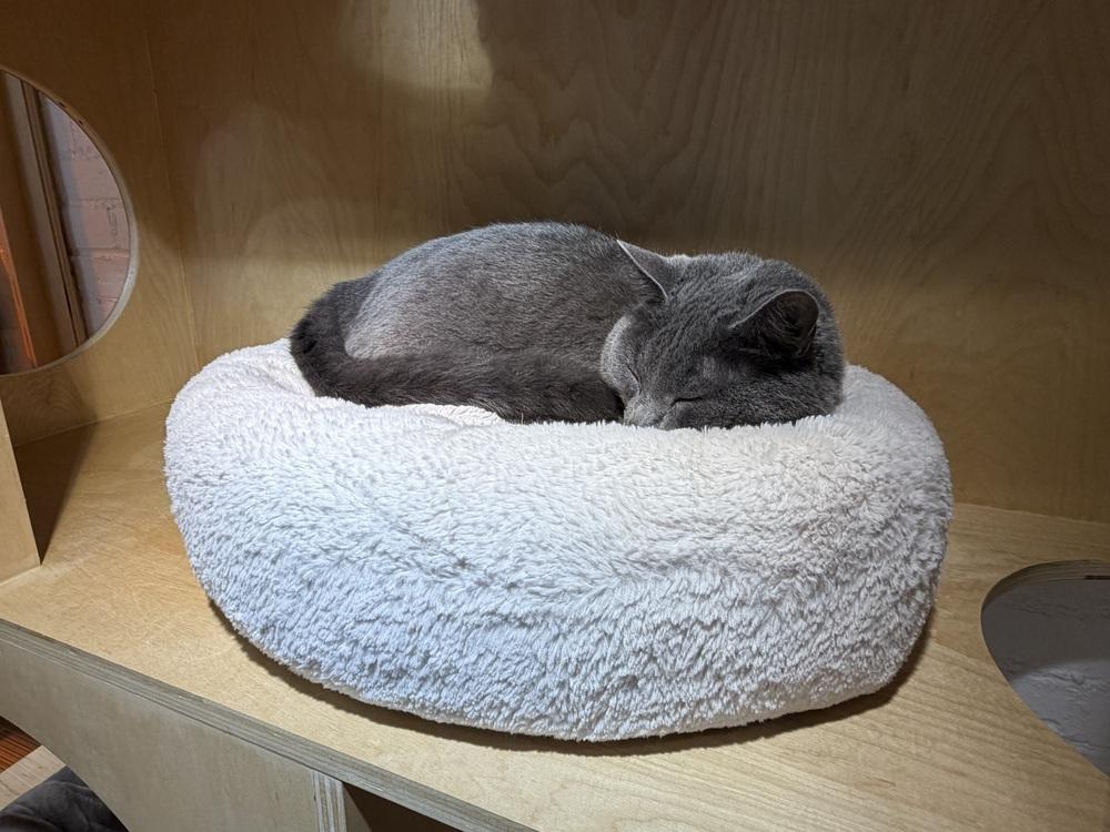 Enlarge Totoro - At Felius Cat Cafe, a Adoptable Domestic Short Hair in Omaha, NE image 5/6