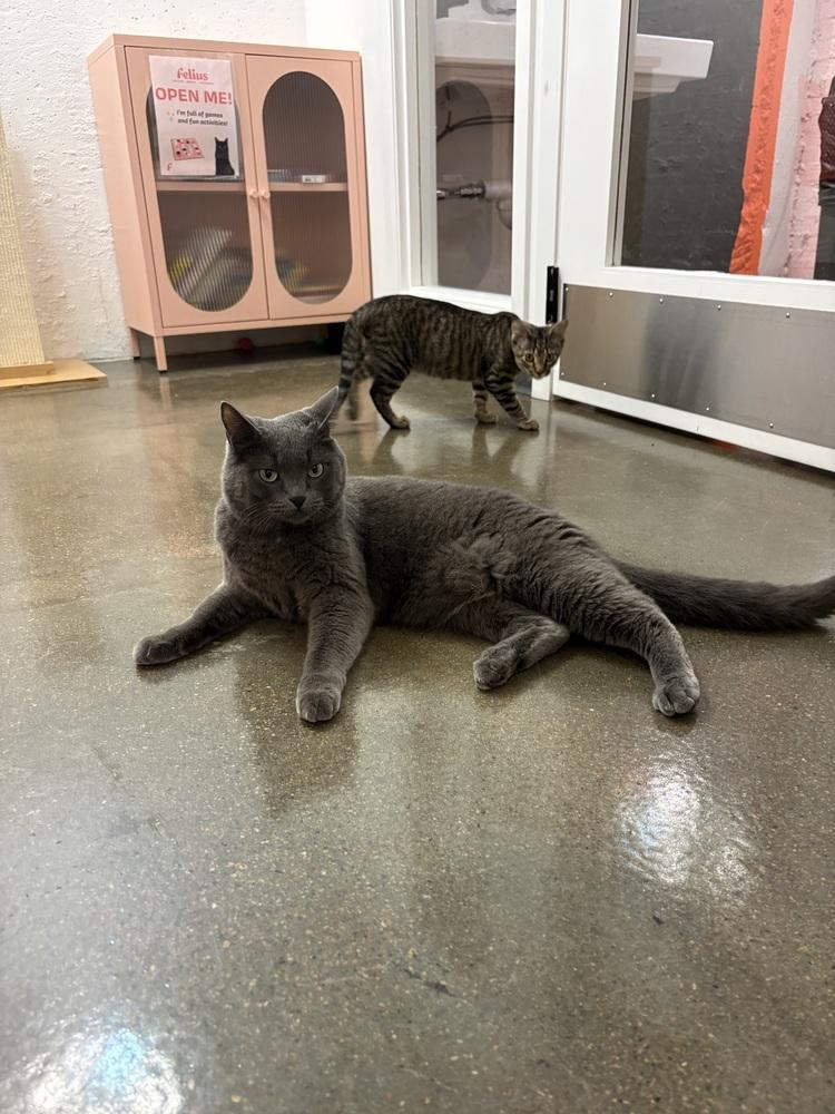 Enlarge Totoro - At Felius Cat Cafe, a Adoptable Domestic Short Hair in Omaha, NE image 6/6