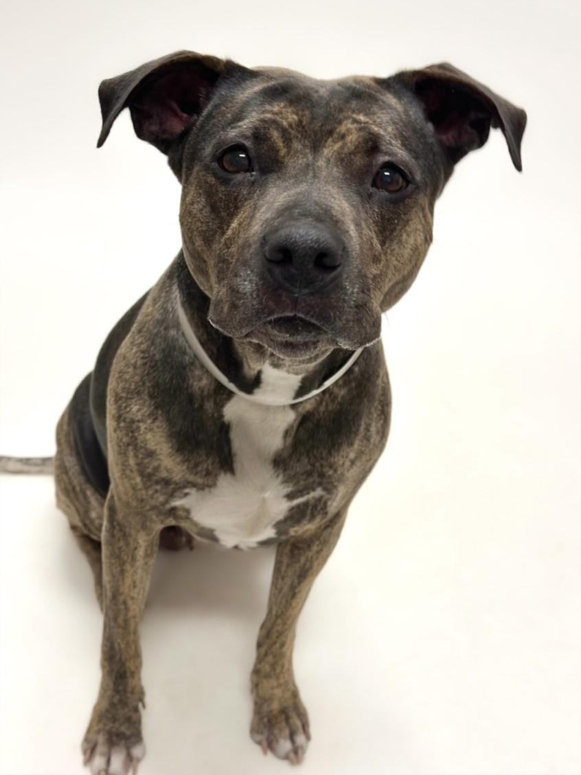 Enlarge TORTA, a Adoptable Pit Bull Terrier in Hayward, CA image 1/1