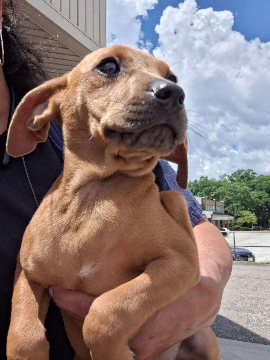 Tink, adoptable, Puppy Female Mixed Breed.