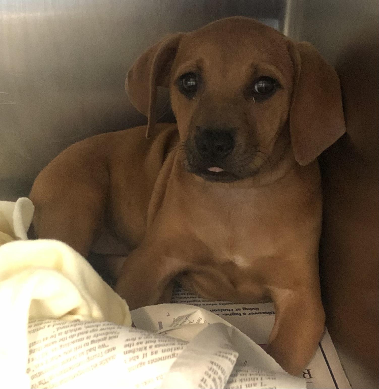 Enlarge Tink, an adoptable mixed breed in Parma, OH image 2/2