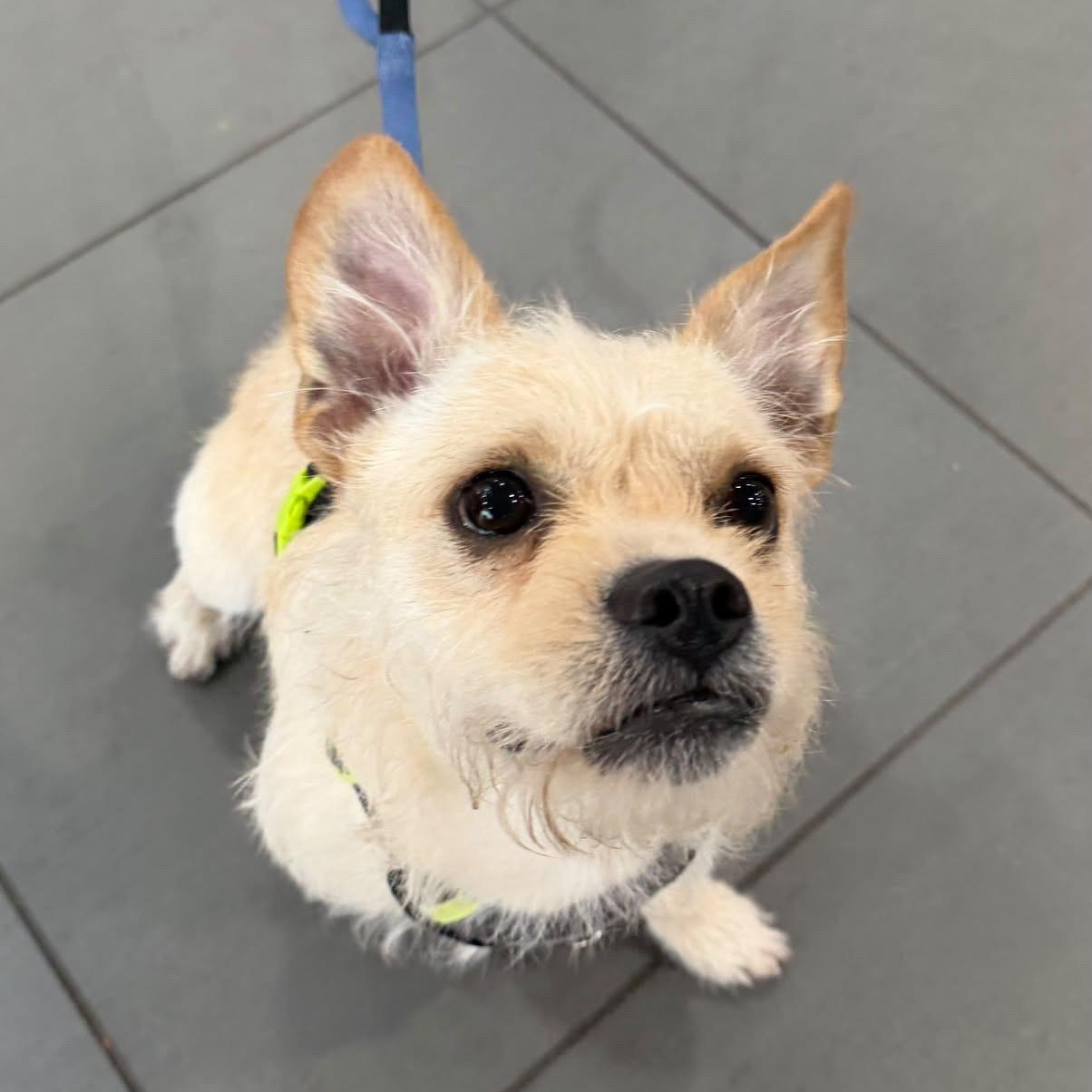 Enlarge Morton "Mo", a Adoptable mixed breed in Rock Hill, SC image 6/6