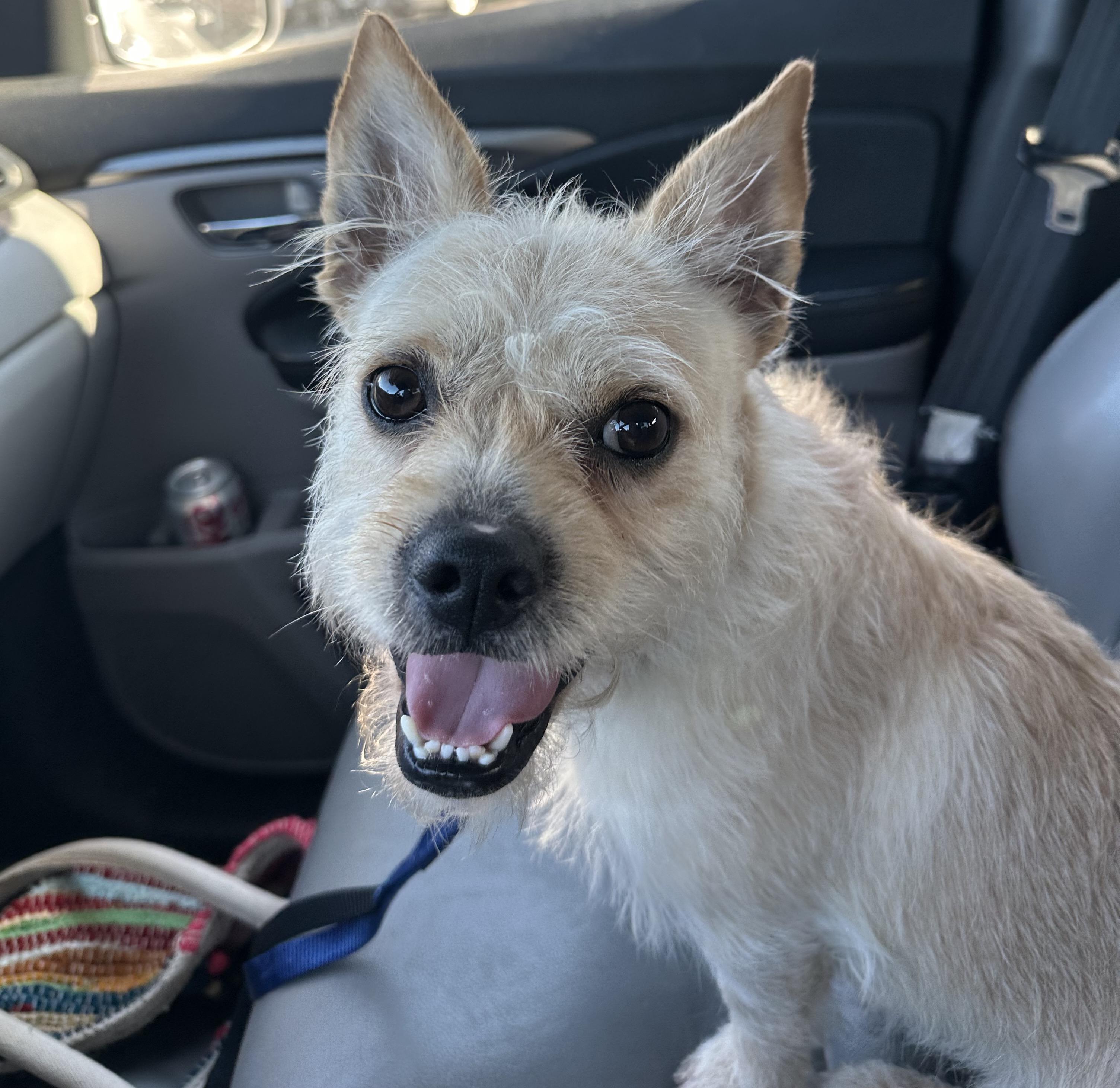 Enlarge Morton "Mo", a Adoptable mixed breed in Rock Hill, SC image 2/6