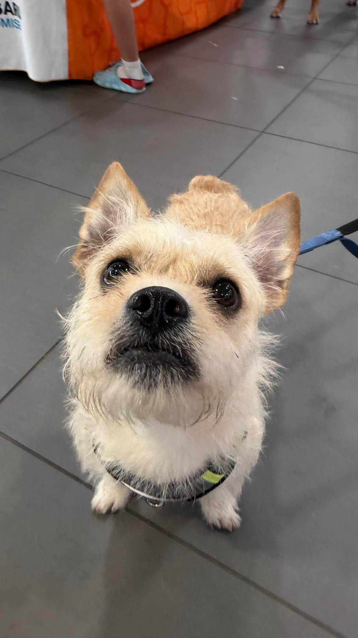 Enlarge Morton "Mo", a Adoptable mixed breed in Rock Hill, SC image 5/6
