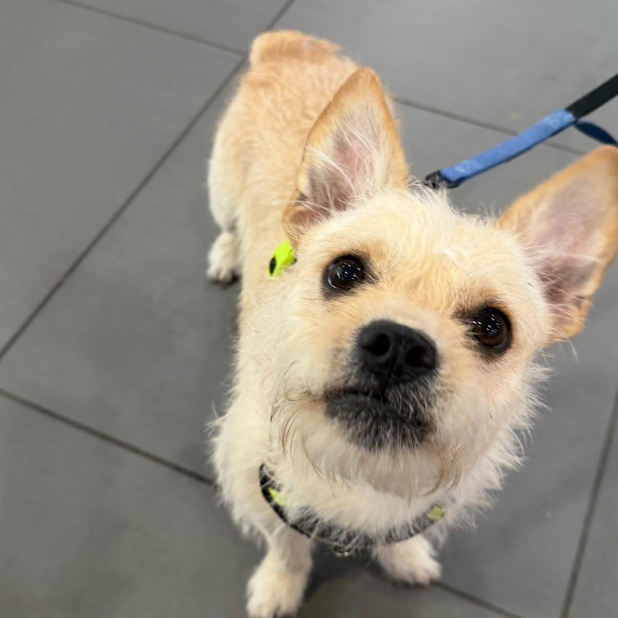 Enlarge Morton "Mo", a Adoptable mixed breed in Rock Hill, SC image 1/6