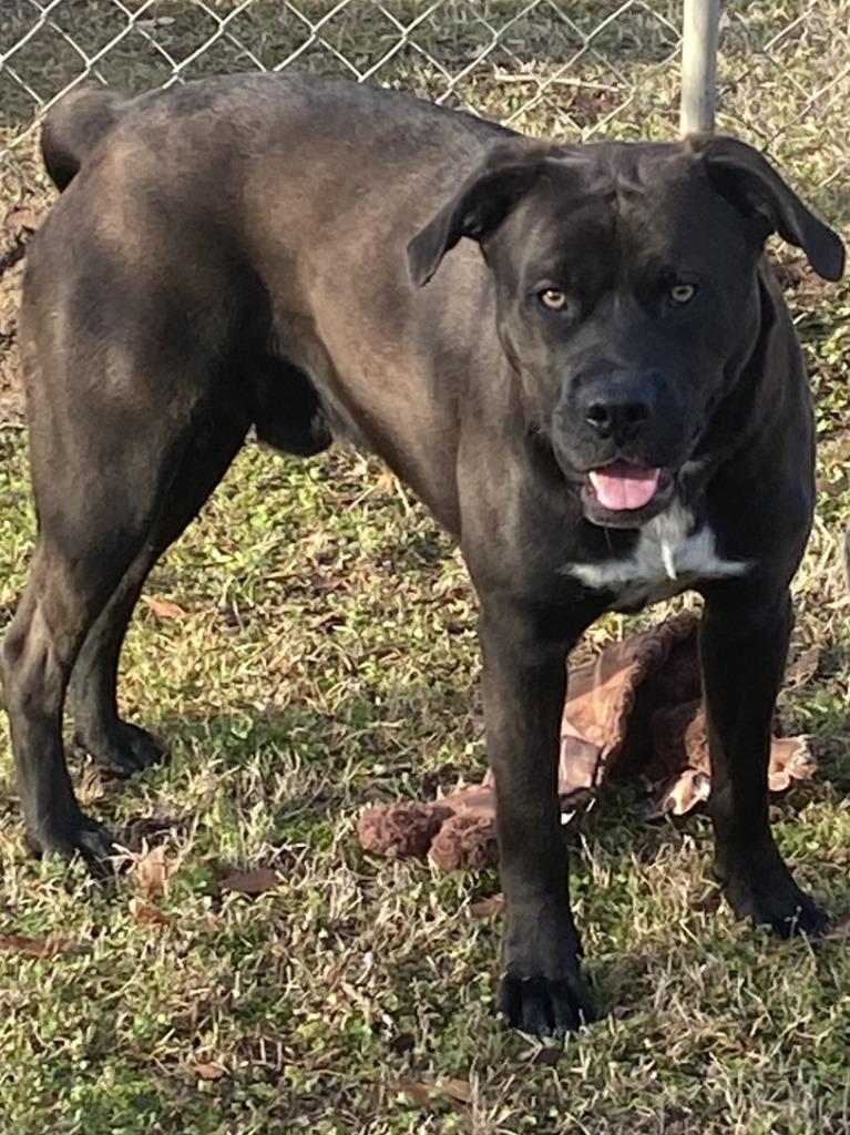 Enlarge Sambo, a Adoptable mixed breed in Swainsboro, GA image 1/4