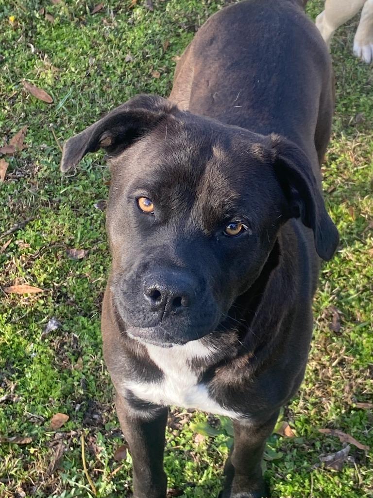 Enlarge Sambo, a Adoptable mixed breed in Swainsboro, GA image 3/4