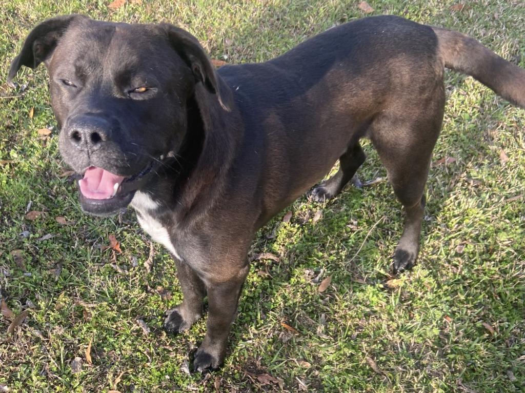 Enlarge Sambo, a Adoptable mixed breed in Swainsboro, GA image 4/4