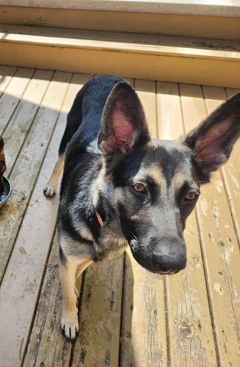 Winnie, Adoptable, Young Female German Shepherd Dog.