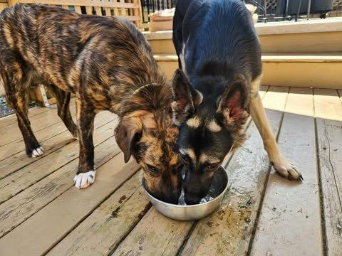 Enlarge Winnie, a Adoptable German Shepherd Dog in Abbotsford, BC image 2/4