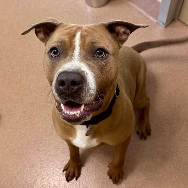 Enlarge Braxton, a Adoptable mixed breed in Walnut Creek, CA image 1/2
