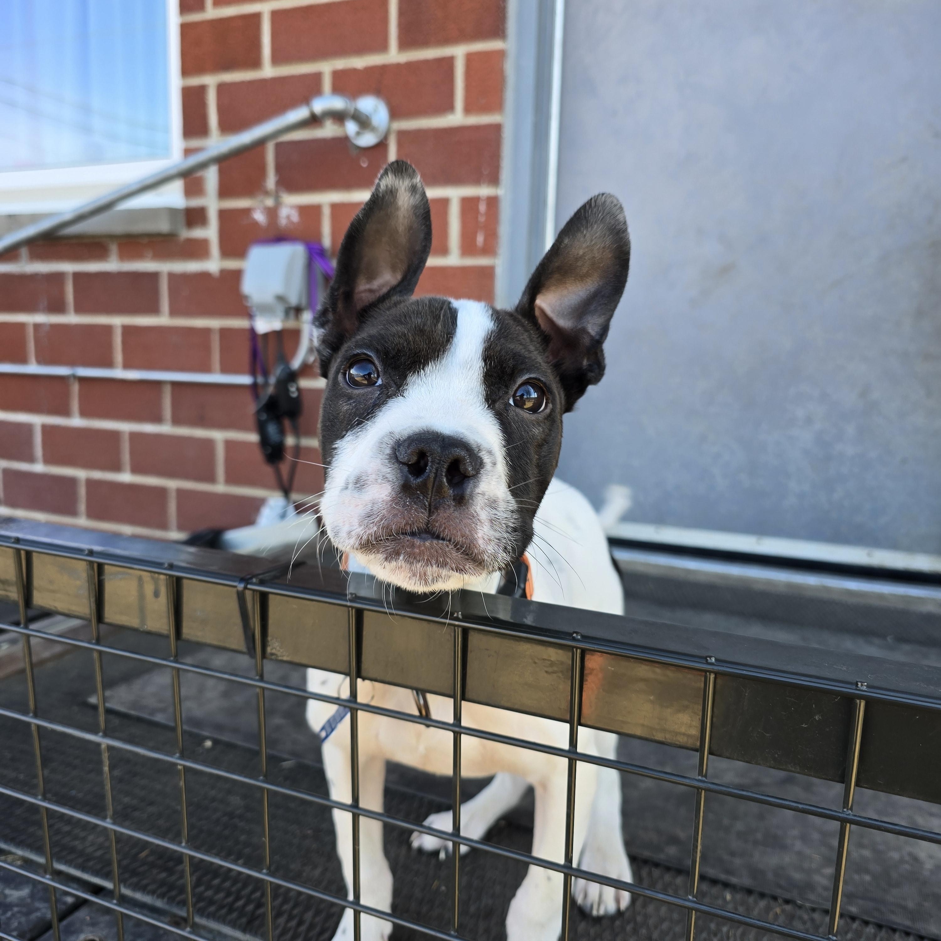 Enlarge Calvin, an adopted mixed breed in Des Moines, IA image 2/4