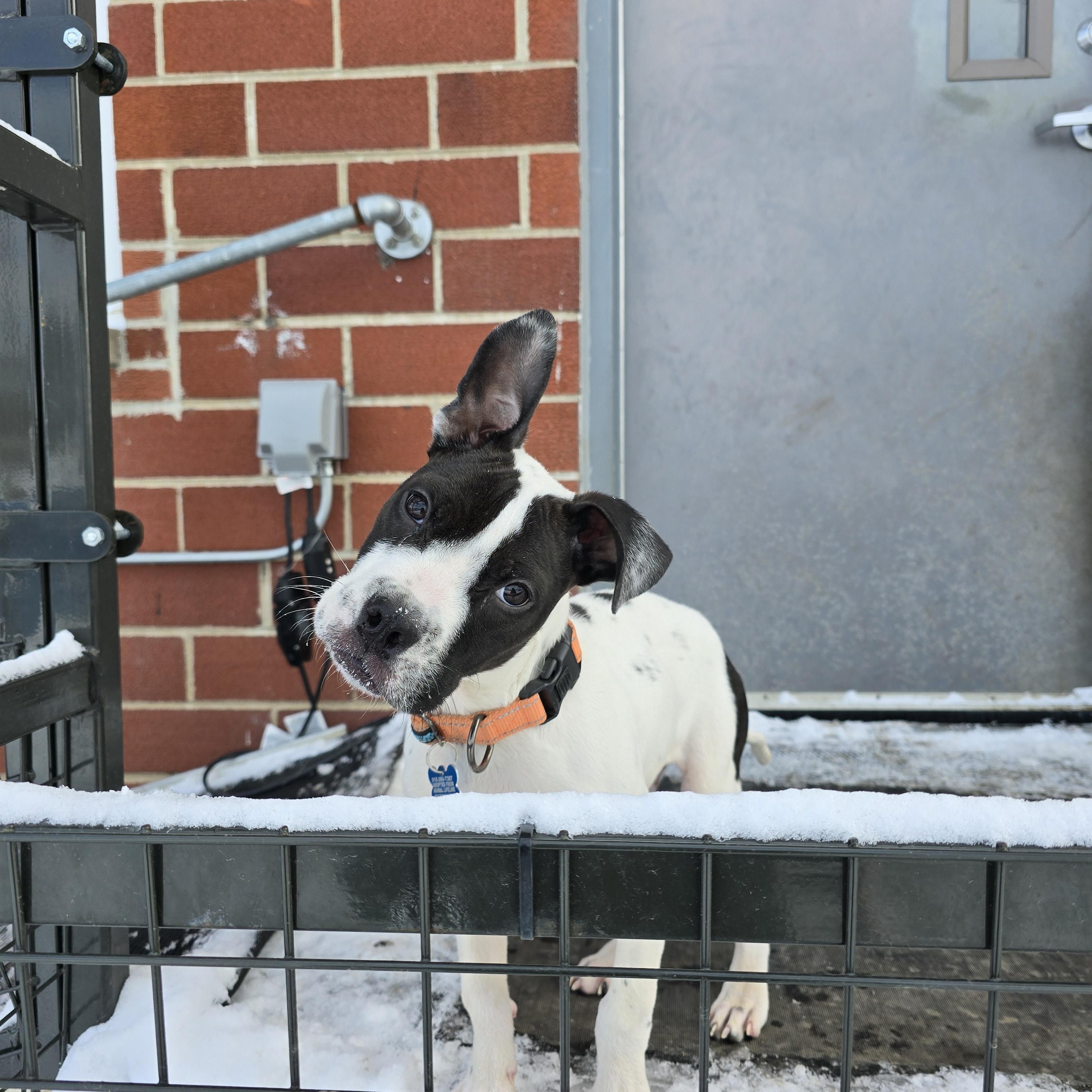 Enlarge Calvin, an adopted mixed breed in Des Moines, IA image 4/4