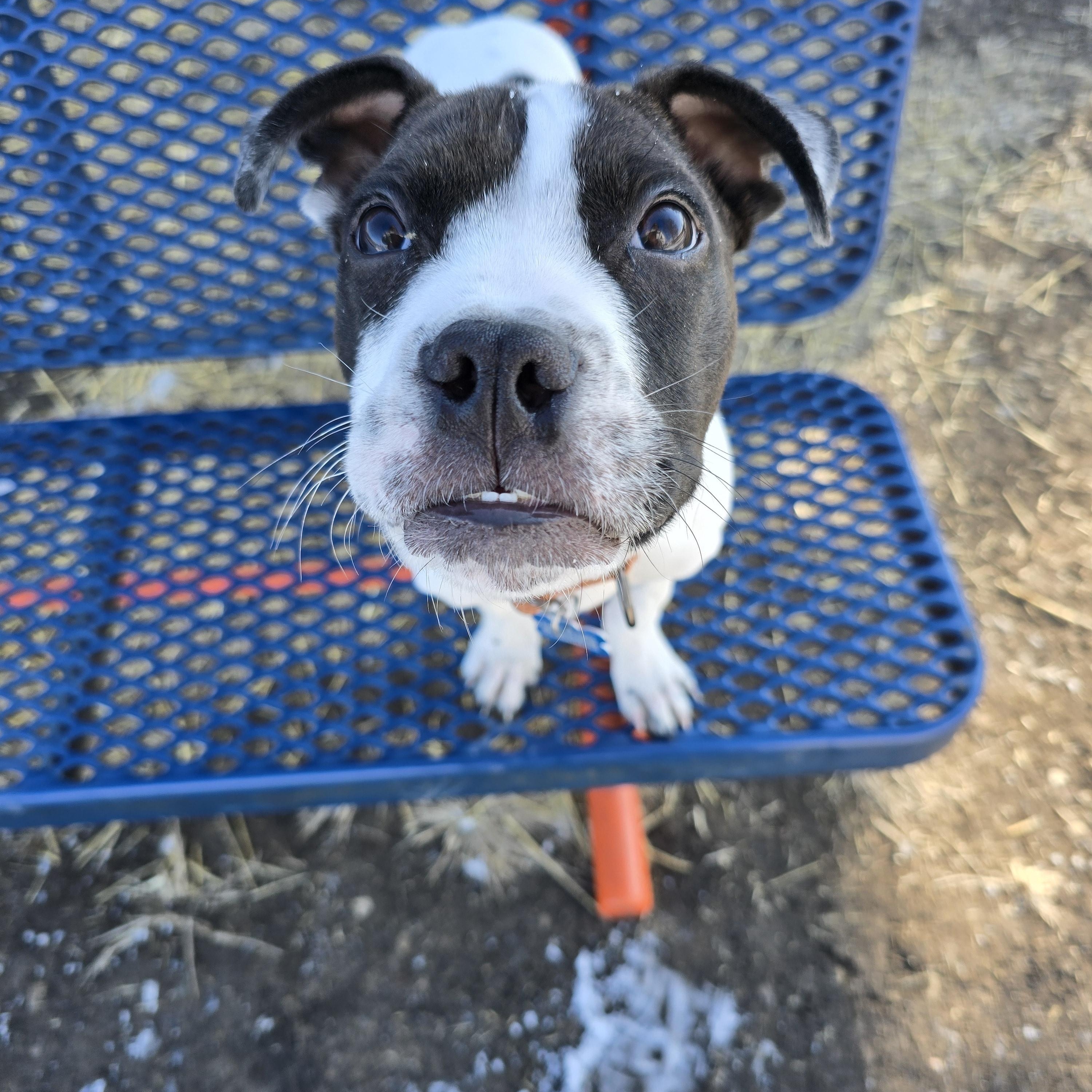 Enlarge Calvin, an adopted mixed breed in Des Moines, IA image 3/4
