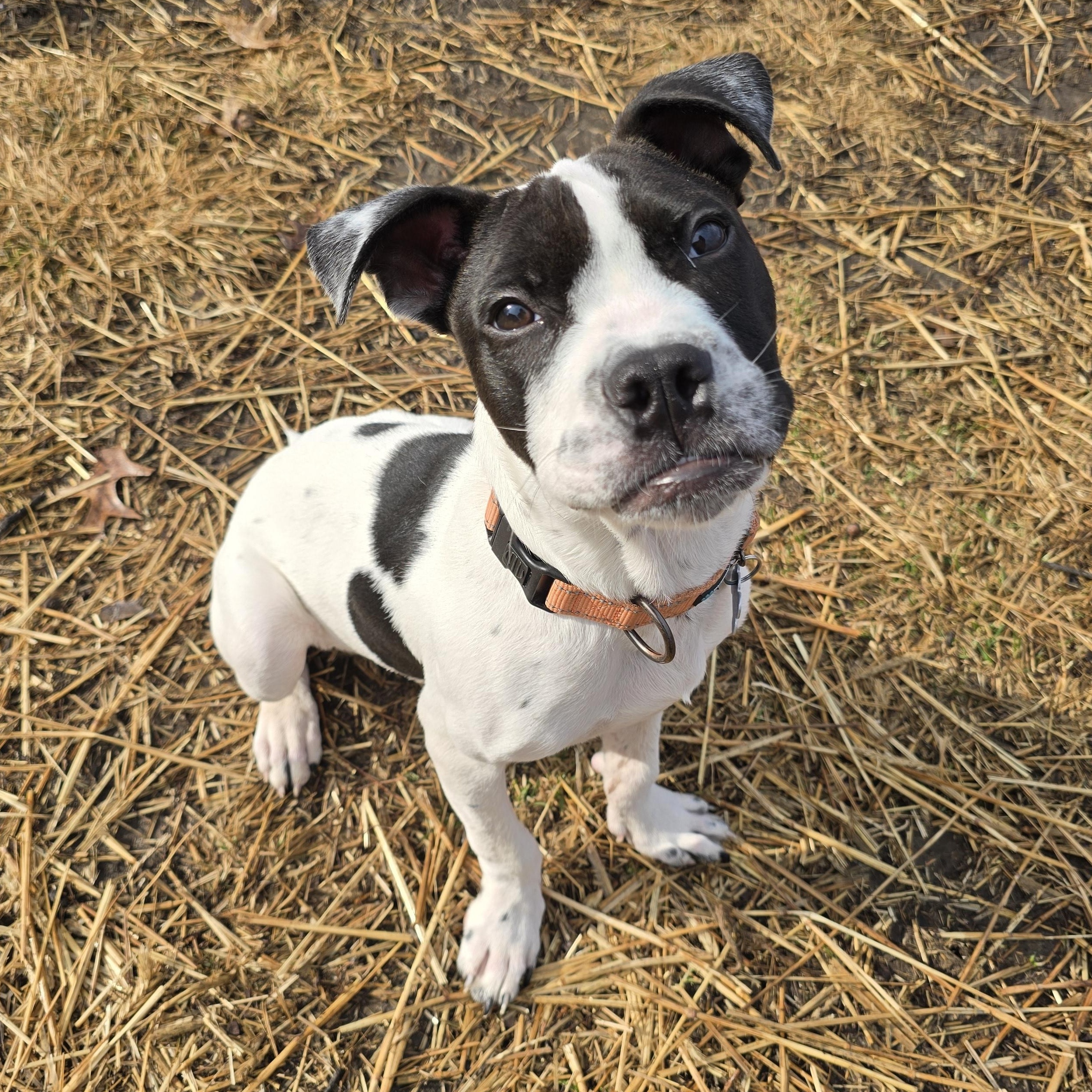 Enlarge Calvin, an adopted mixed breed in Des Moines, IA image 1/4