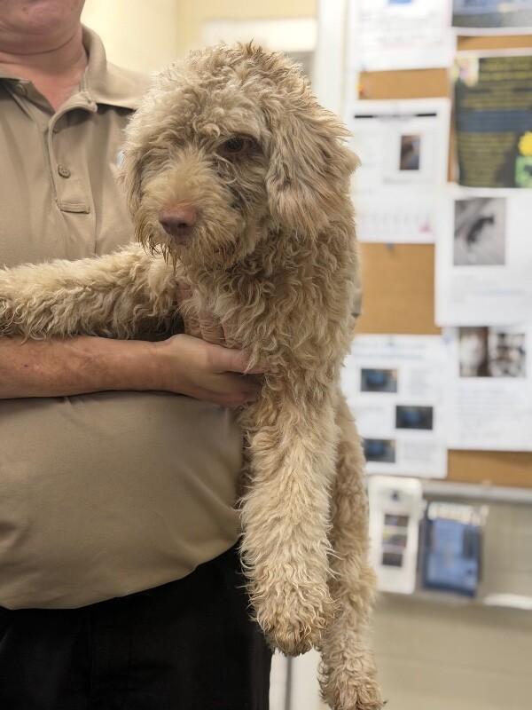 Unknown, Adoptable, Adult Male Goldendoodle.
