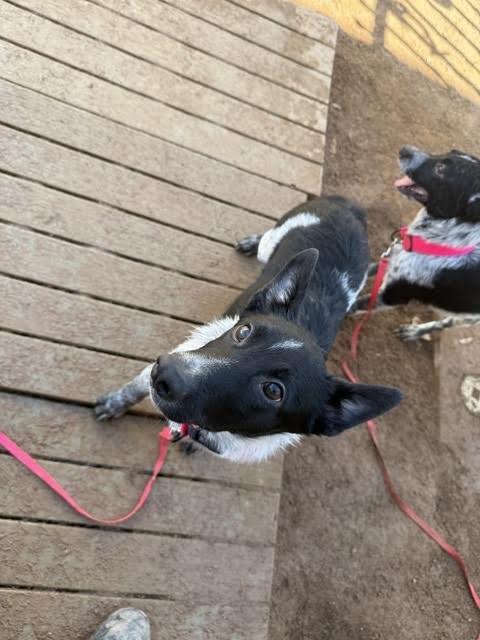 Ozzie, Adoptable, Young Male Mixed Breed.