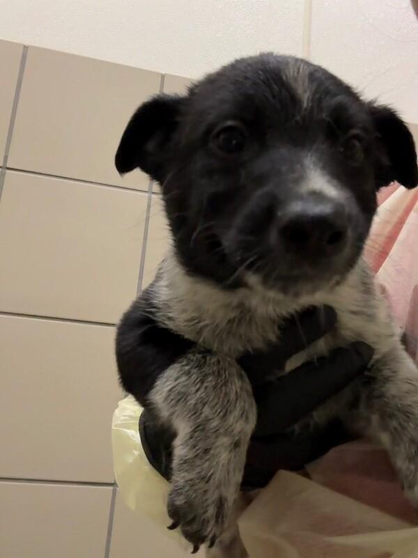 Ozzie, a Adoptable Mixed Breed in Hobbs, NM image 1/5