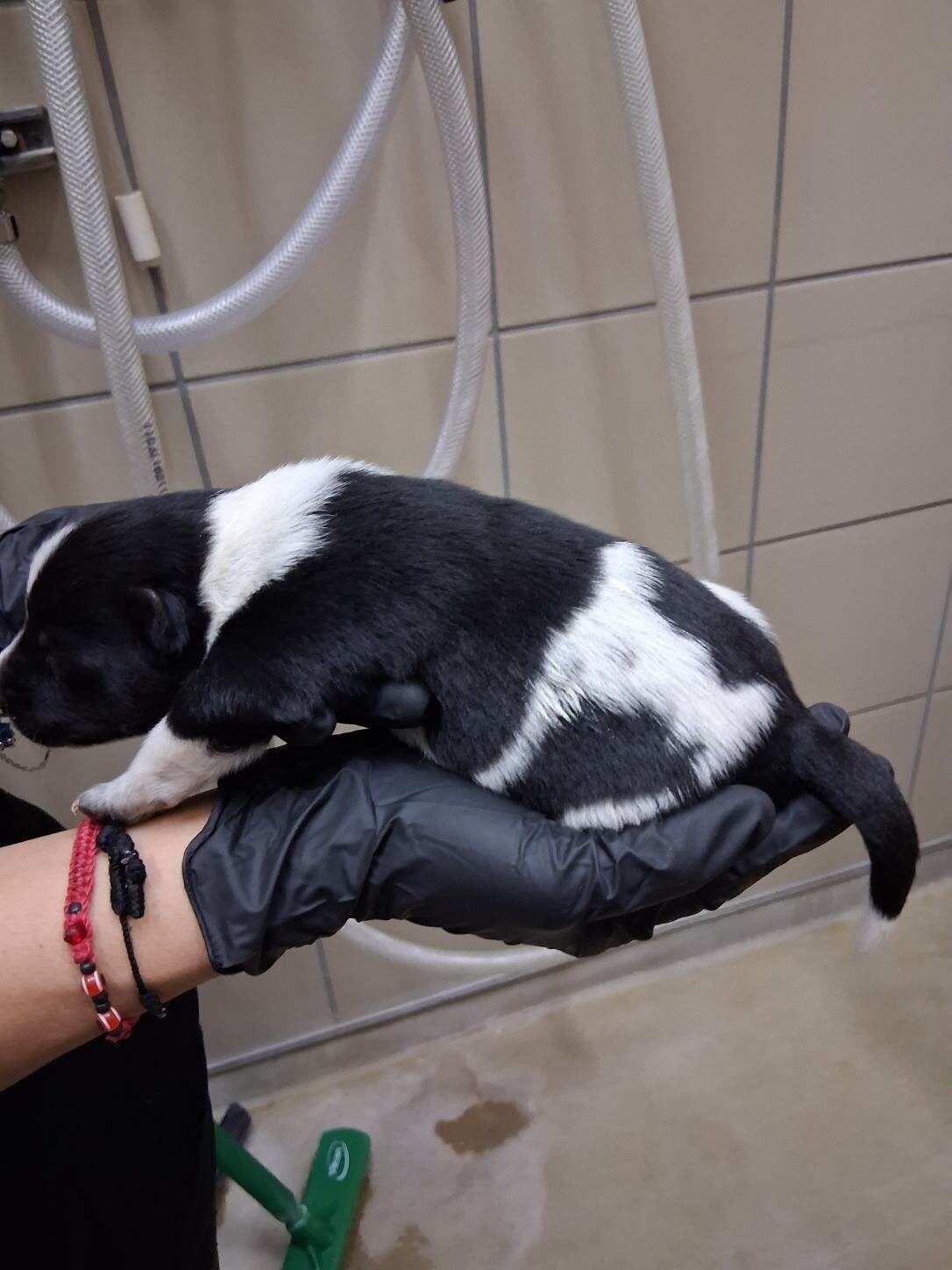 Ozzie, a Adoptable Mixed Breed in Hobbs, NM image 2/5