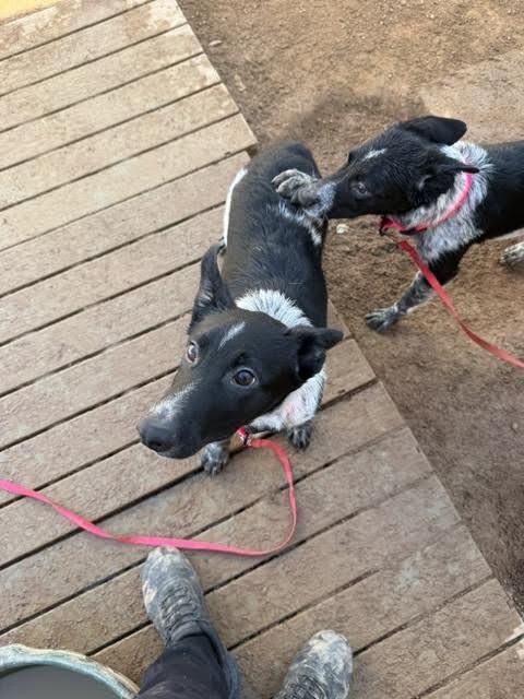 Enlarge Ozzie, a Adoptable Mixed Breed in Hobbs, NM image 2/6