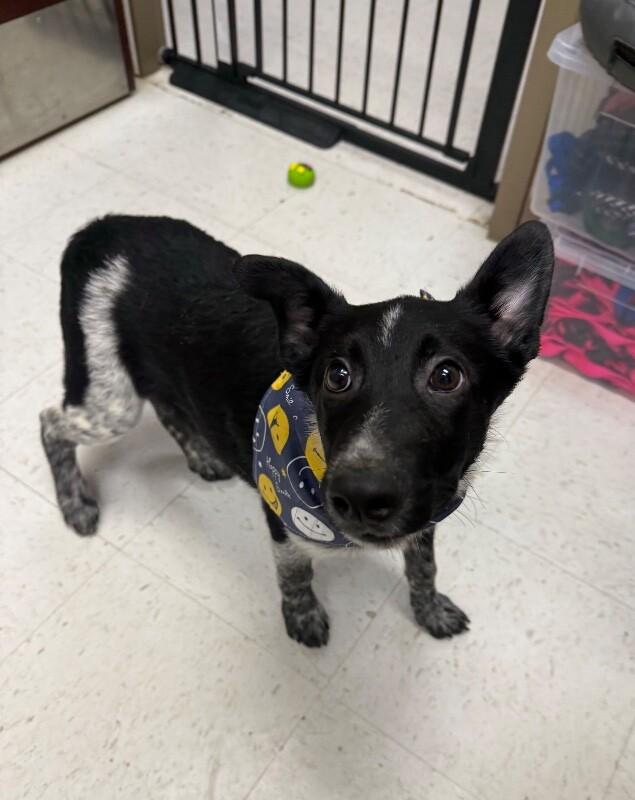 Enlarge Ozzie, a Adoptable Mixed Breed in Hobbs, NM image 3/6