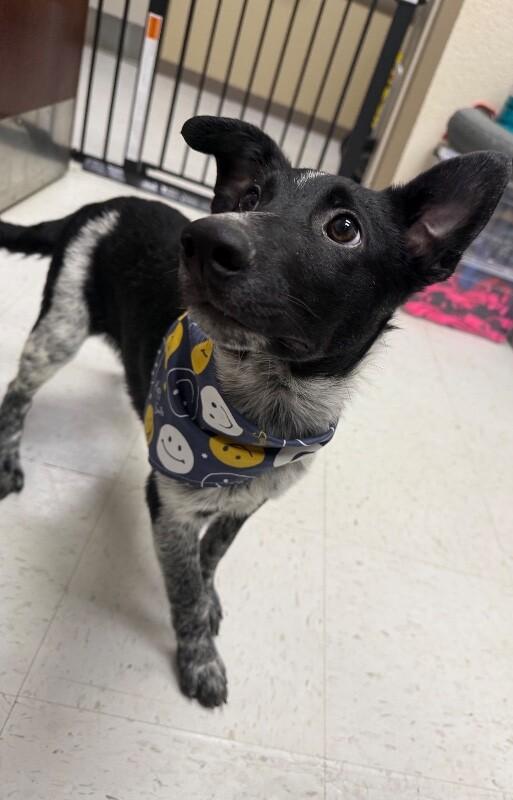 Enlarge Ozzie, a Adoptable Mixed Breed in Hobbs, NM image 4/6