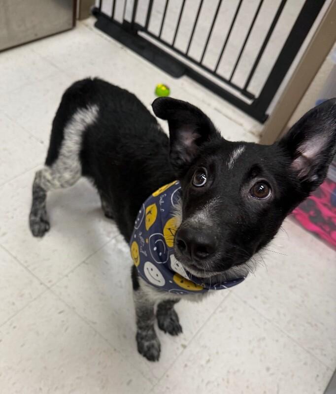 Enlarge Ozzie, a Adoptable Mixed Breed in Hobbs, NM image 5/6