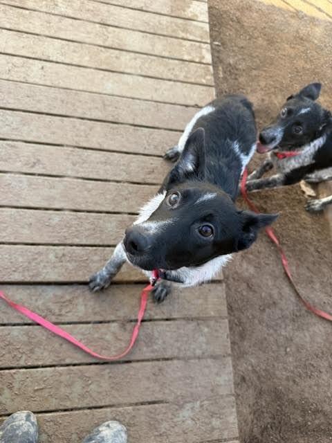 Enlarge Ozzie, a Adoptable Mixed Breed in Hobbs, NM image 6/6