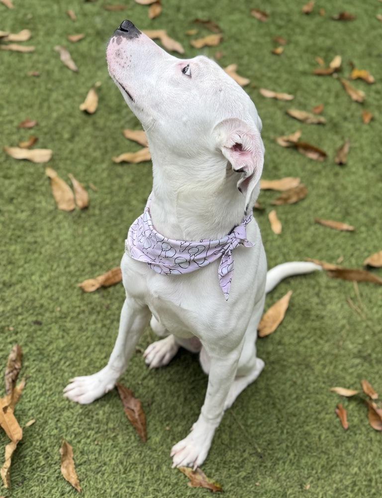 Enlarge Caroline, a Adoptable mixed breed in Dunwoody, GA image 1/4