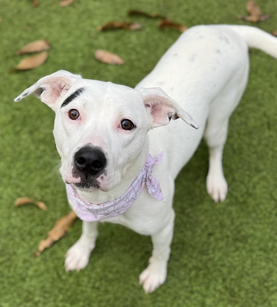 Enlarge Caroline, a Adoptable mixed breed in Dunwoody, GA image 2/4