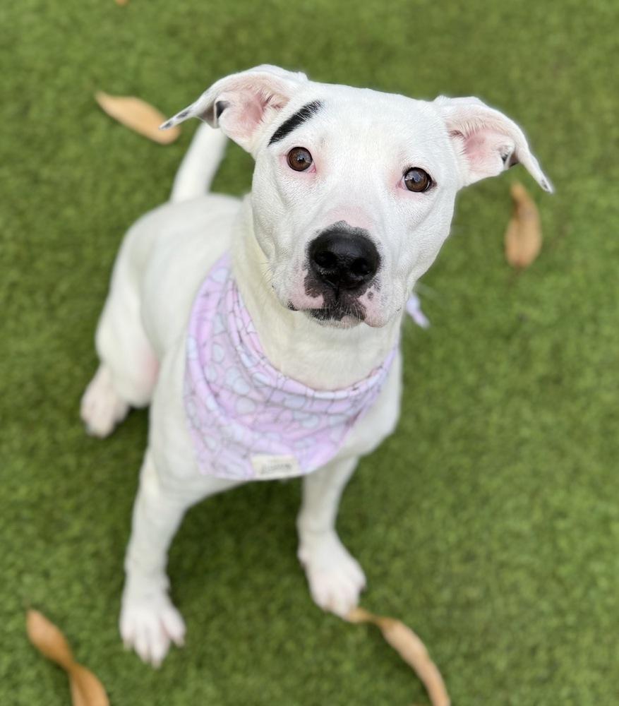 Enlarge Caroline, a Adoptable mixed breed in Dunwoody, GA image 3/4