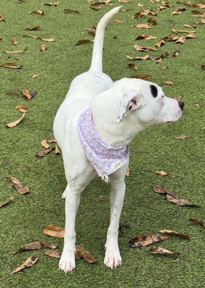 Enlarge Caroline, a Adoptable mixed breed in Dunwoody, GA image 4/4