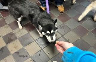 Enlarge JADE, an adopted mixed breed in Huntington, NY image 2/2