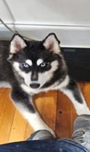 Enlarge JADE, an adopted mixed breed in Huntington, NY image 1/2