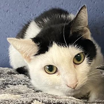 Enlarge Cordelia, a Adoptable Domestic Short Hair in DeKalb, IL image 1/3