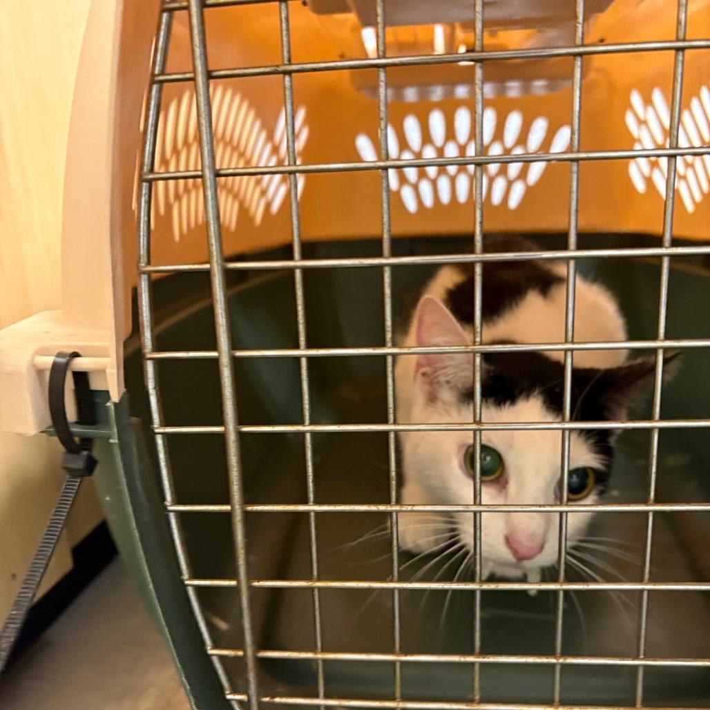 Enlarge Cordelia, a Adoptable Domestic Short Hair in DeKalb, IL image 2/3