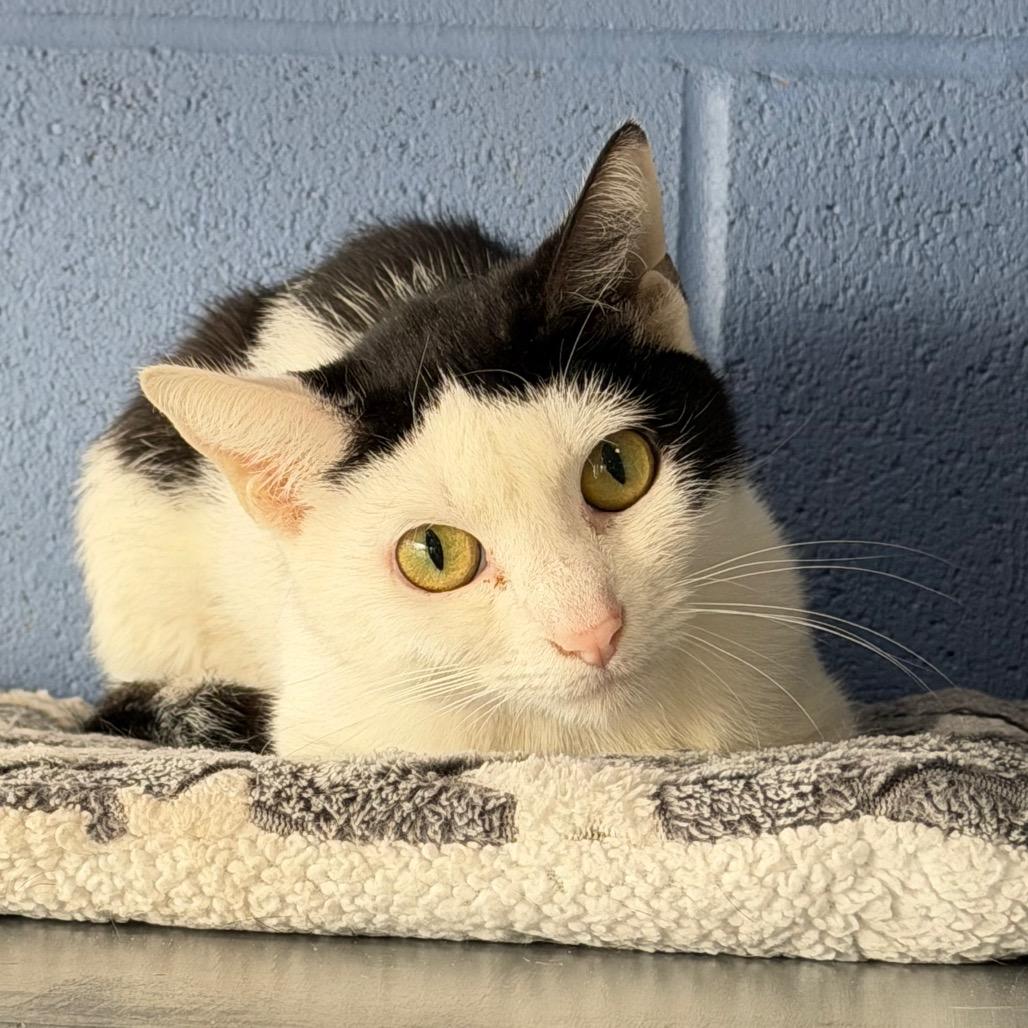 Enlarge Cordelia, a Adoptable Domestic Short Hair in DeKalb, IL image 3/3