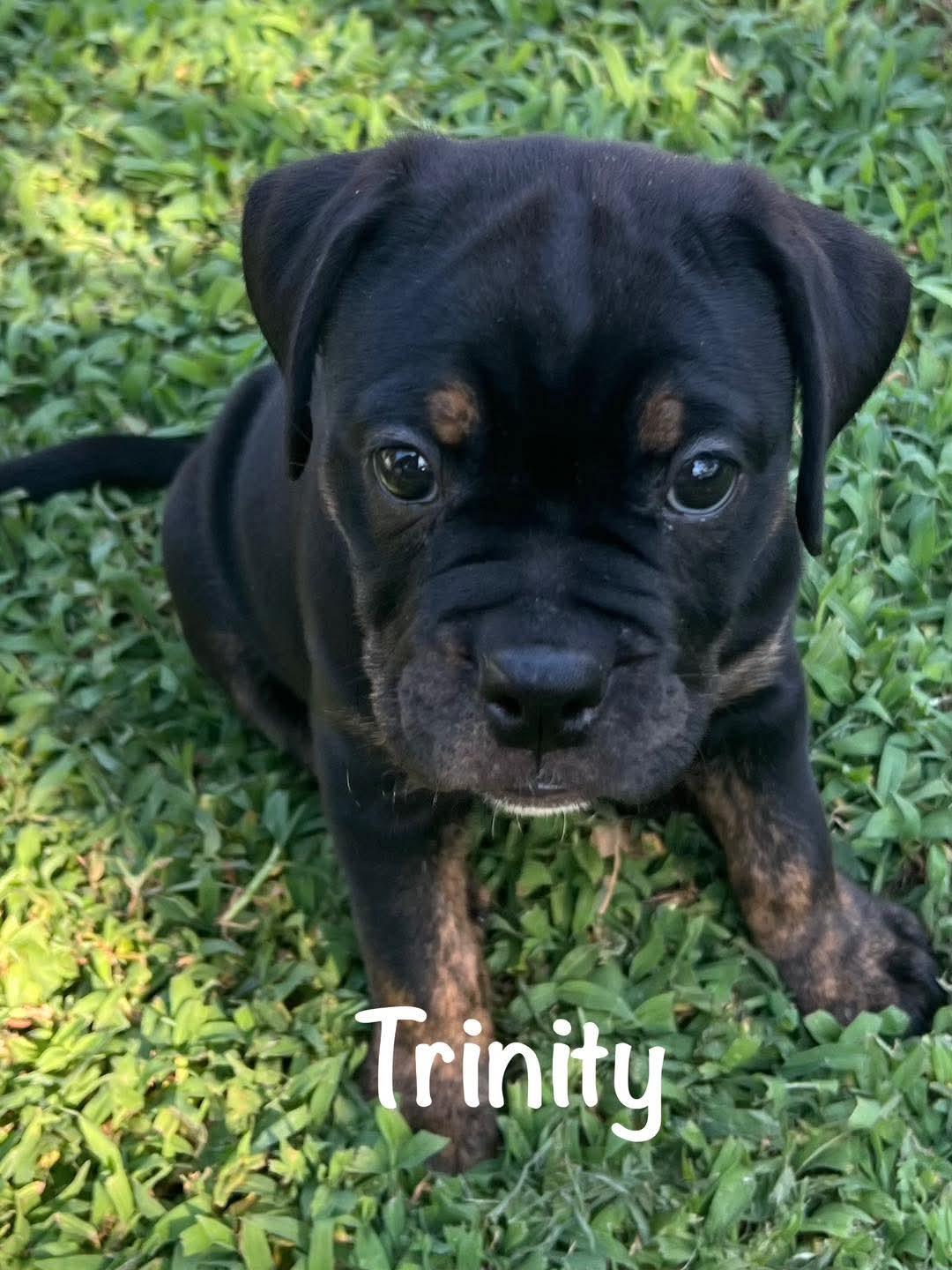 Trinity, Baby Female Bulldog