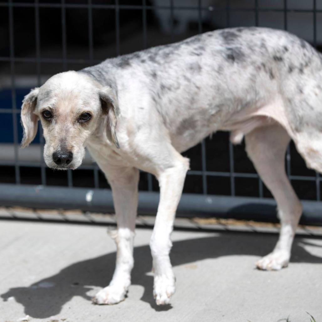 Tater (MR26-138), Adoptable, Adult Male Terrier.