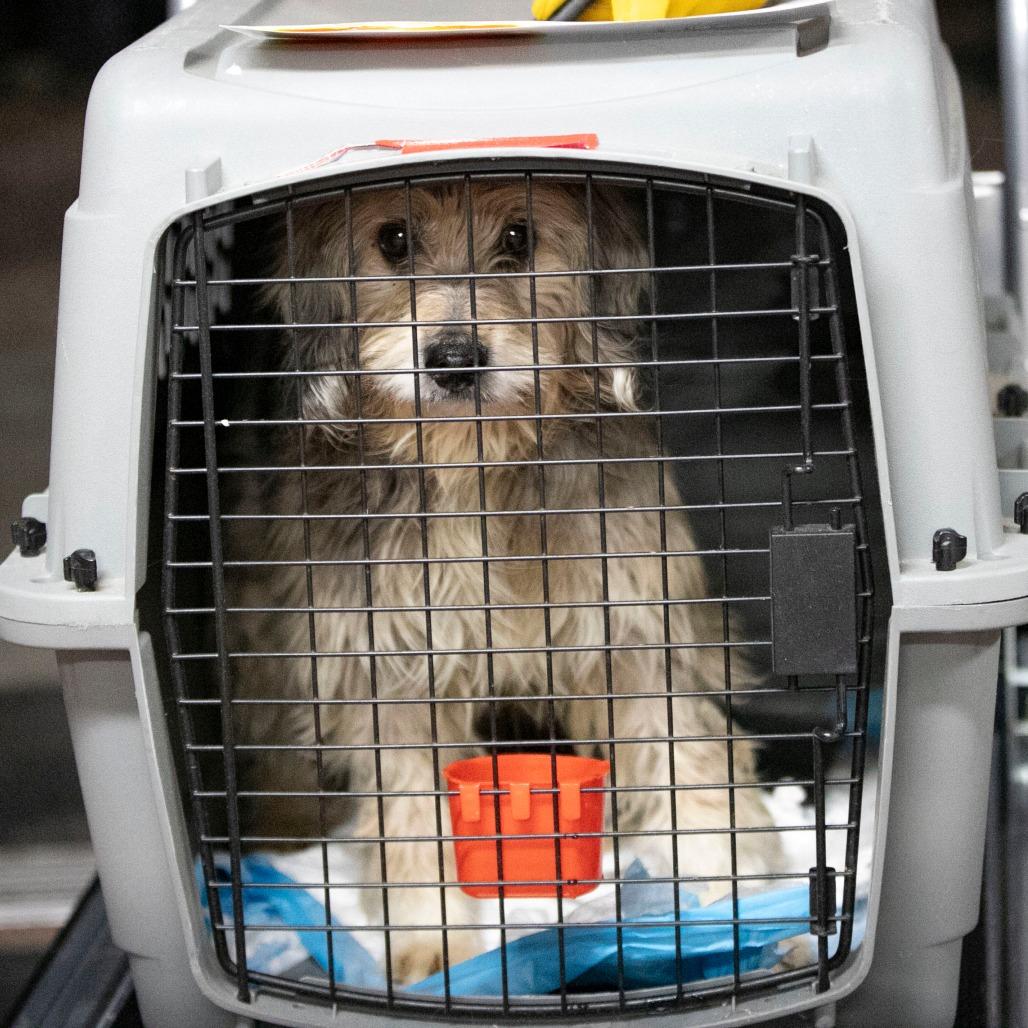 Enlarge Tater (MR26-138), a Adoptable mixed breed in Peyton, CO image 2/6