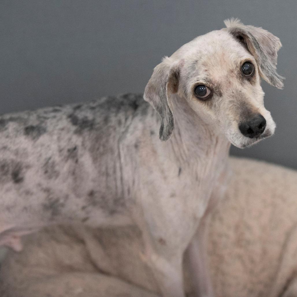 Enlarge Tater (MR26-138), a Adoptable mixed breed in Peyton, CO image 3/6