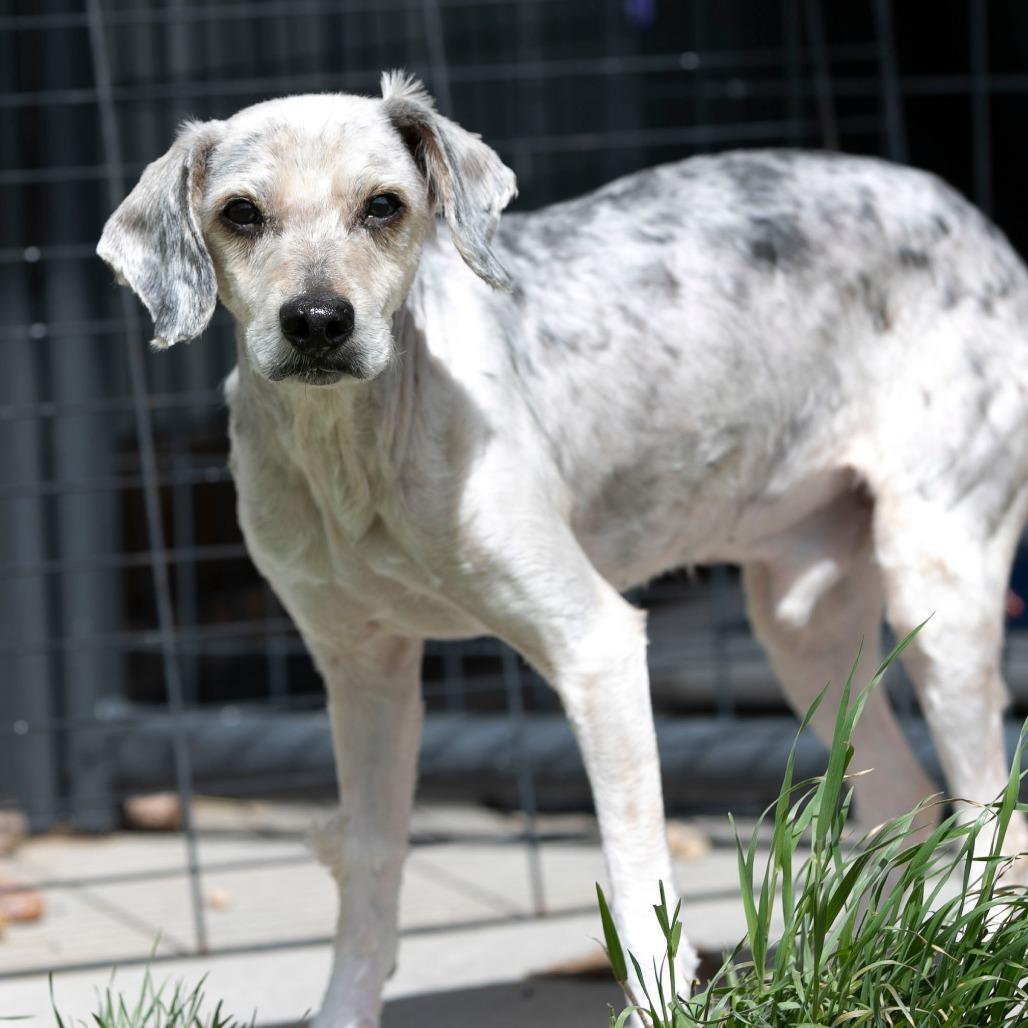 Enlarge Tater (MR26-138), a Adoptable mixed breed in Peyton, CO image 4/6