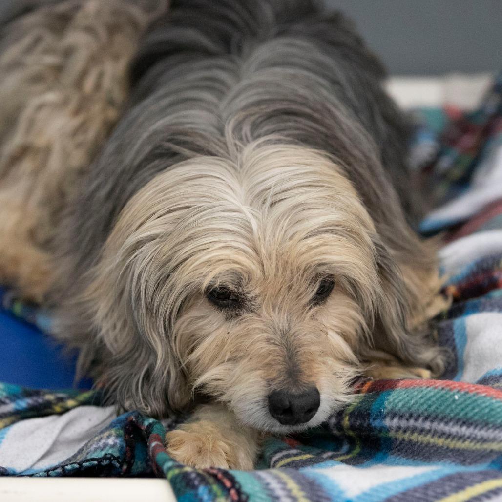 Enlarge Tater (MR26-138), a Adoptable mixed breed in Peyton, CO image 4/6