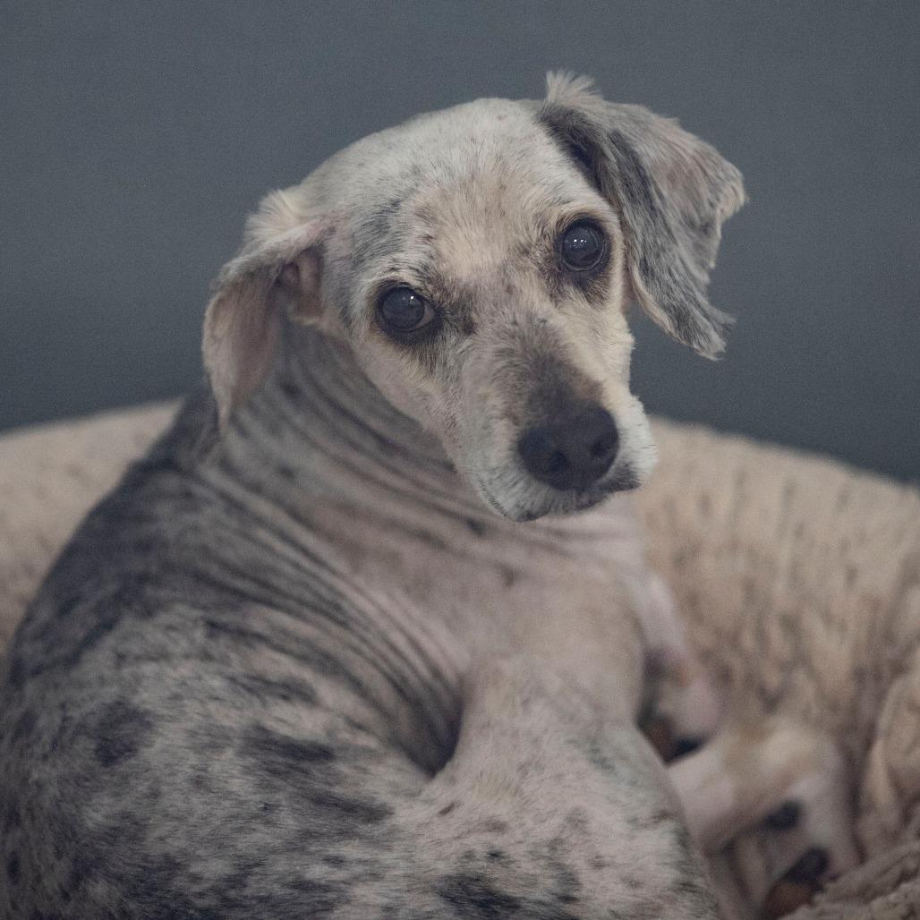 Enlarge Tater (MR26-138), a Adoptable mixed breed in Peyton, CO image 5/6