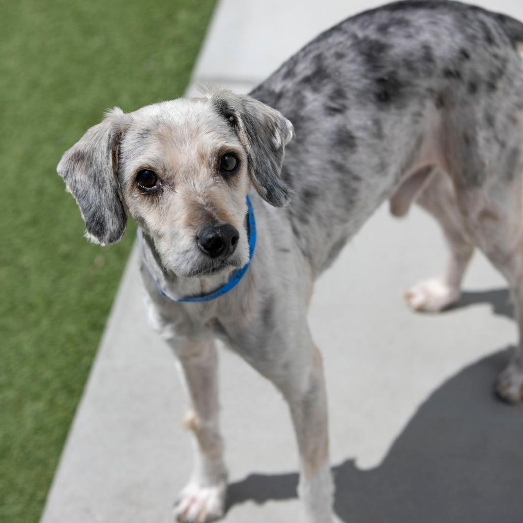 Enlarge Tater (MR26-138), a Adoptable mixed breed in Peyton, CO image 6/6