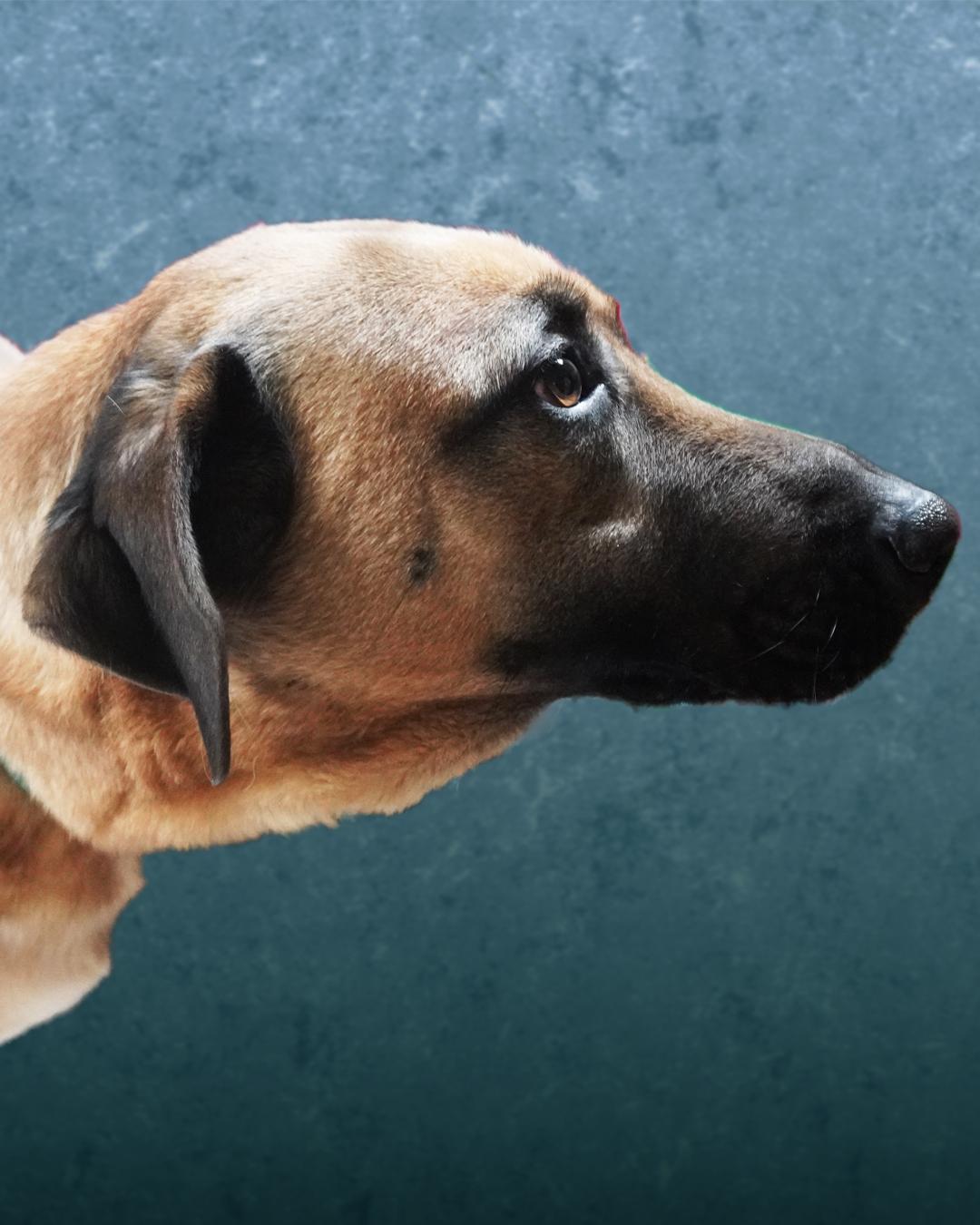 Enlarge Anna, an adopted mixed breed in Lumberton, NC image 3/3