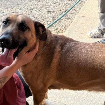 Anna, adopted, Adult Female Anatolian Shepherd.