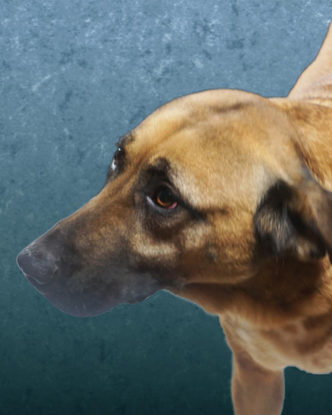 Enlarge Anna, an adopted mixed breed in Lumberton, NC image 2/3