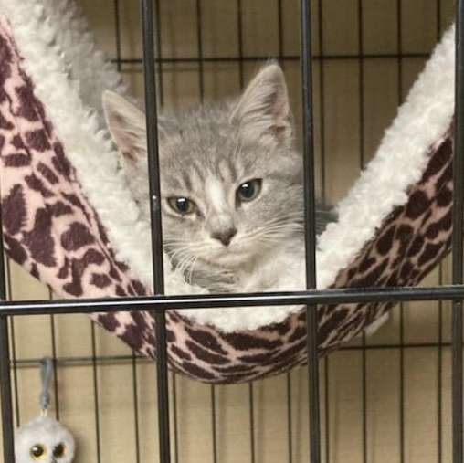 Enlarge Ella Bleu, an adopted Domestic Short Hair in St. Marys, WV image 3/3